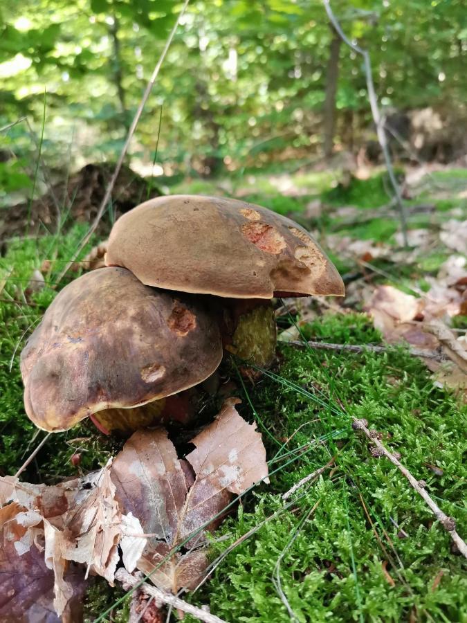 Auszeit Leilighet Freital Eksteriør bilde